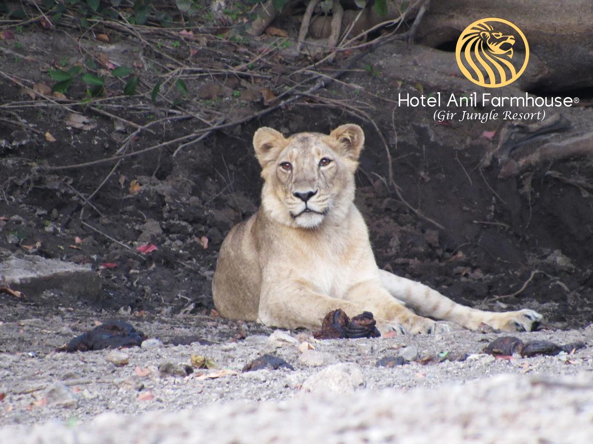 Hotel Anil Farmhouse Gir Jungle Resort Sasan Gir Exterior photo